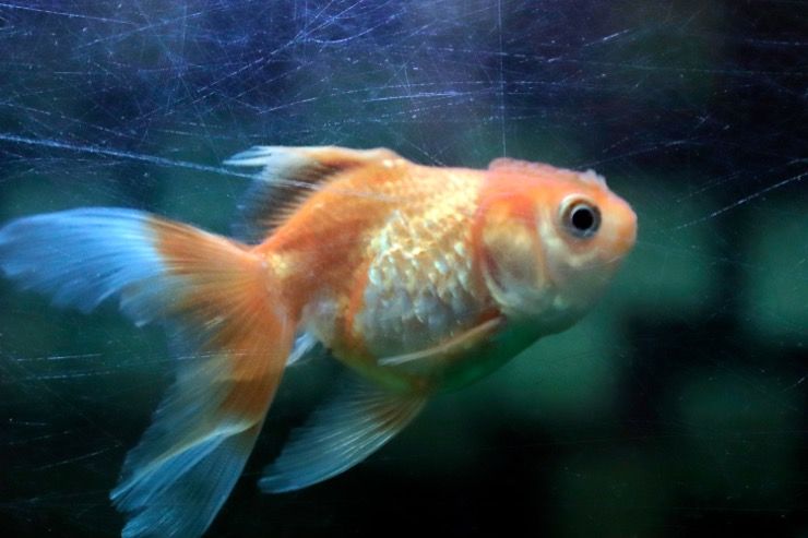 Missing Man Fish Tank Story